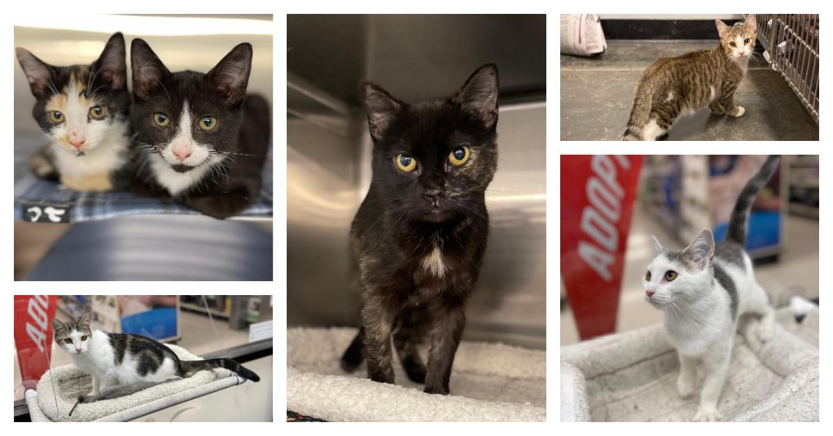 Tina, Adoptable, Young Female Domestic Short Hair.