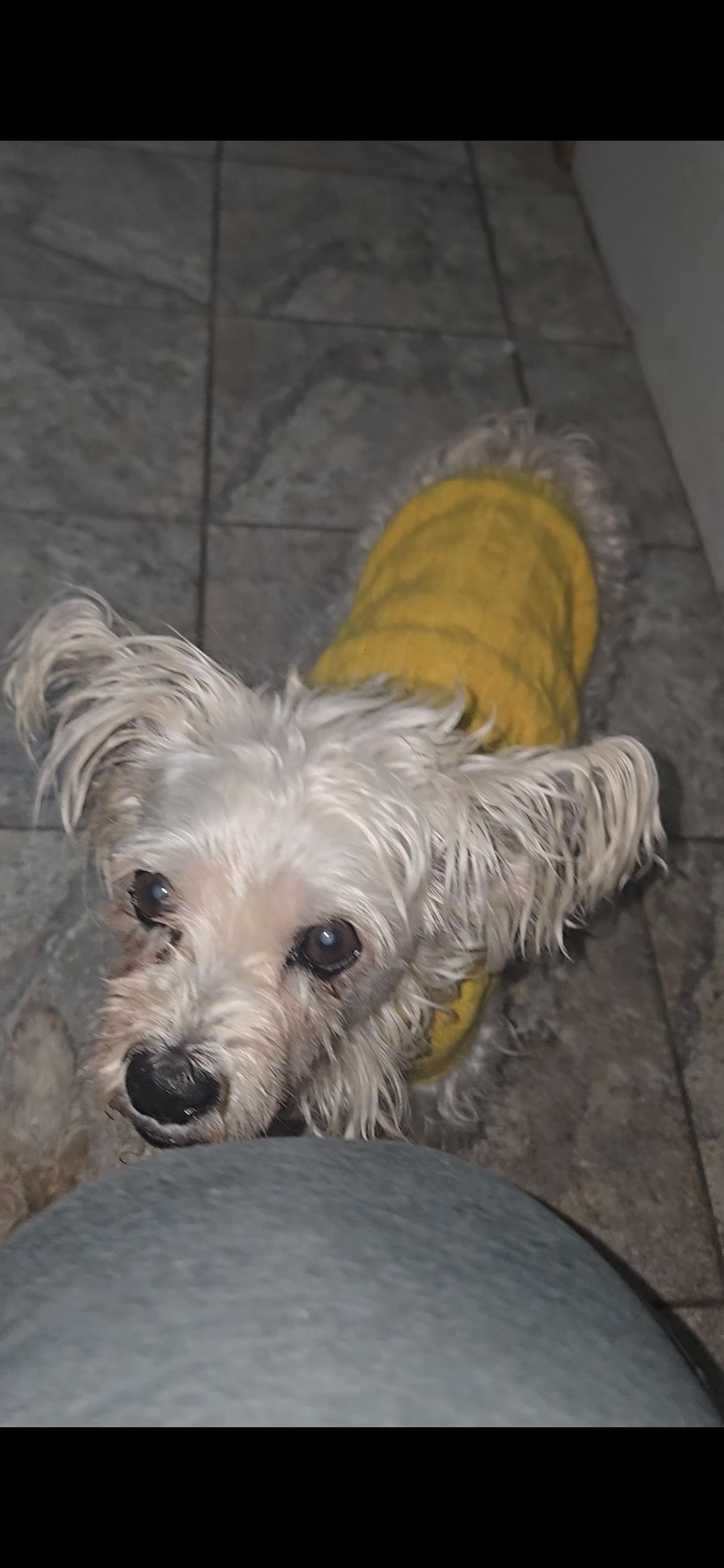 Toni, a ADOPTABLE mixed breed in Freeport, NY image 1/3