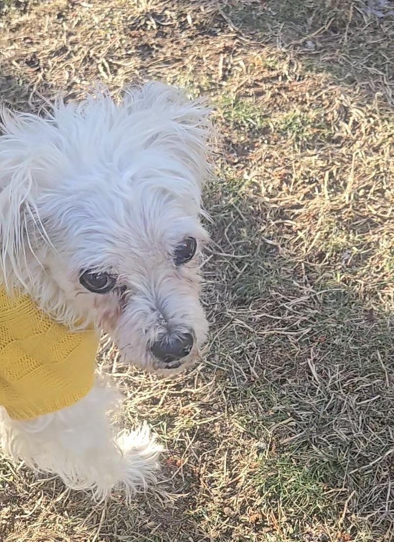 Toni, a ADOPTABLE mixed breed in Freeport, NY image 2/3