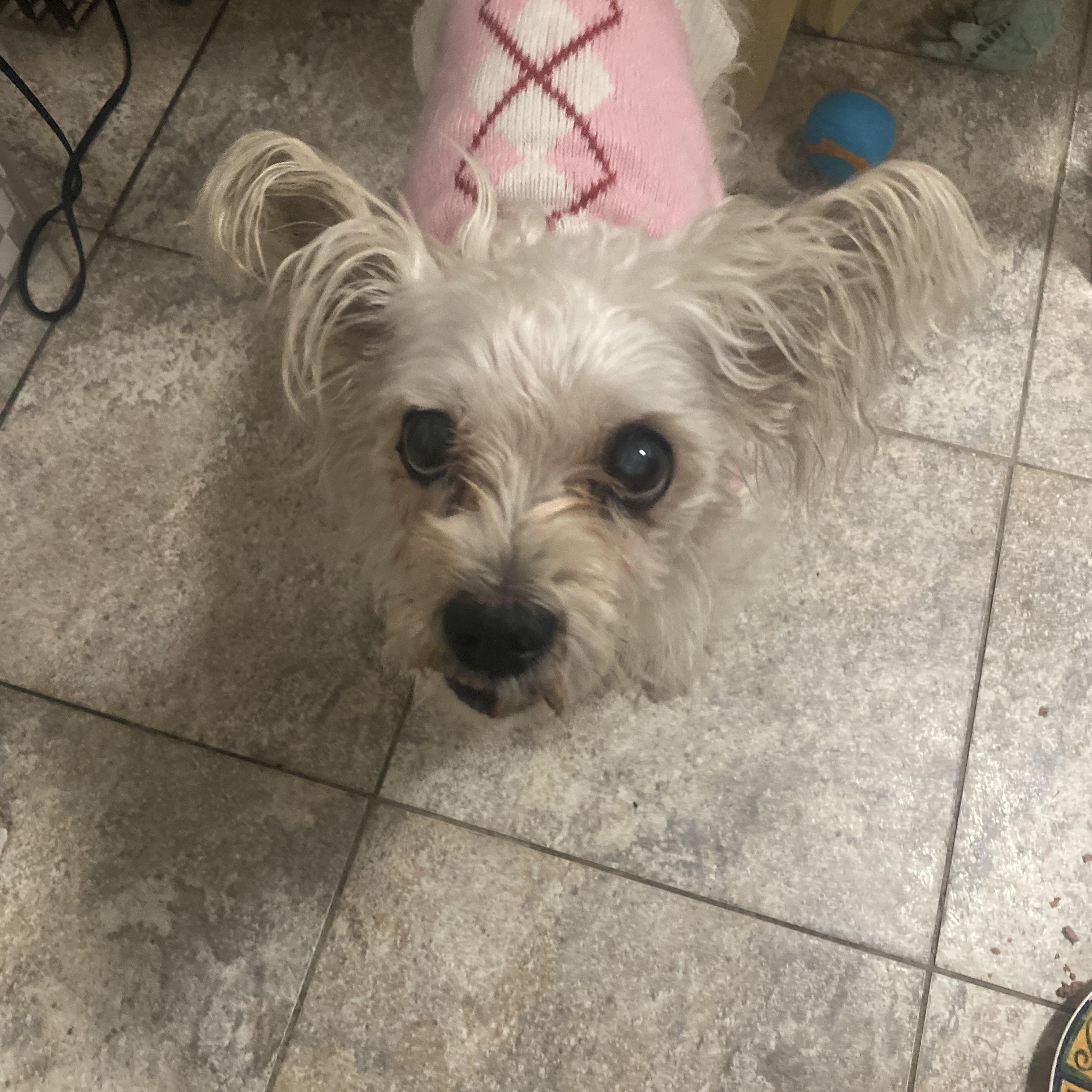 Toni, a ADOPTABLE mixed breed in Freeport, NY image 3/3