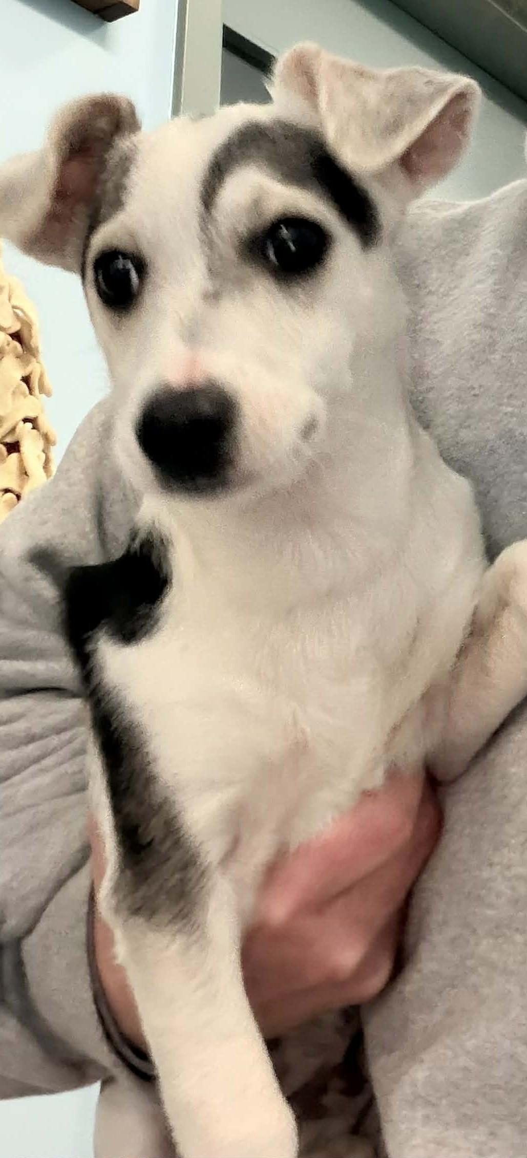 Snoopy, adopted, Young Male Jack Russell Terrier.