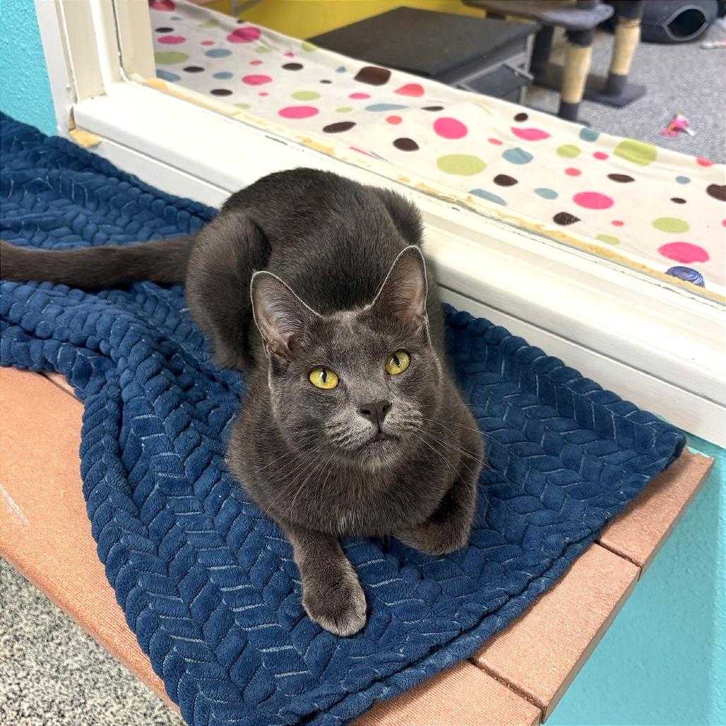 Enlarge Soup, a Adoptable Domestic Short Hair in Fresno, CA image 1/5