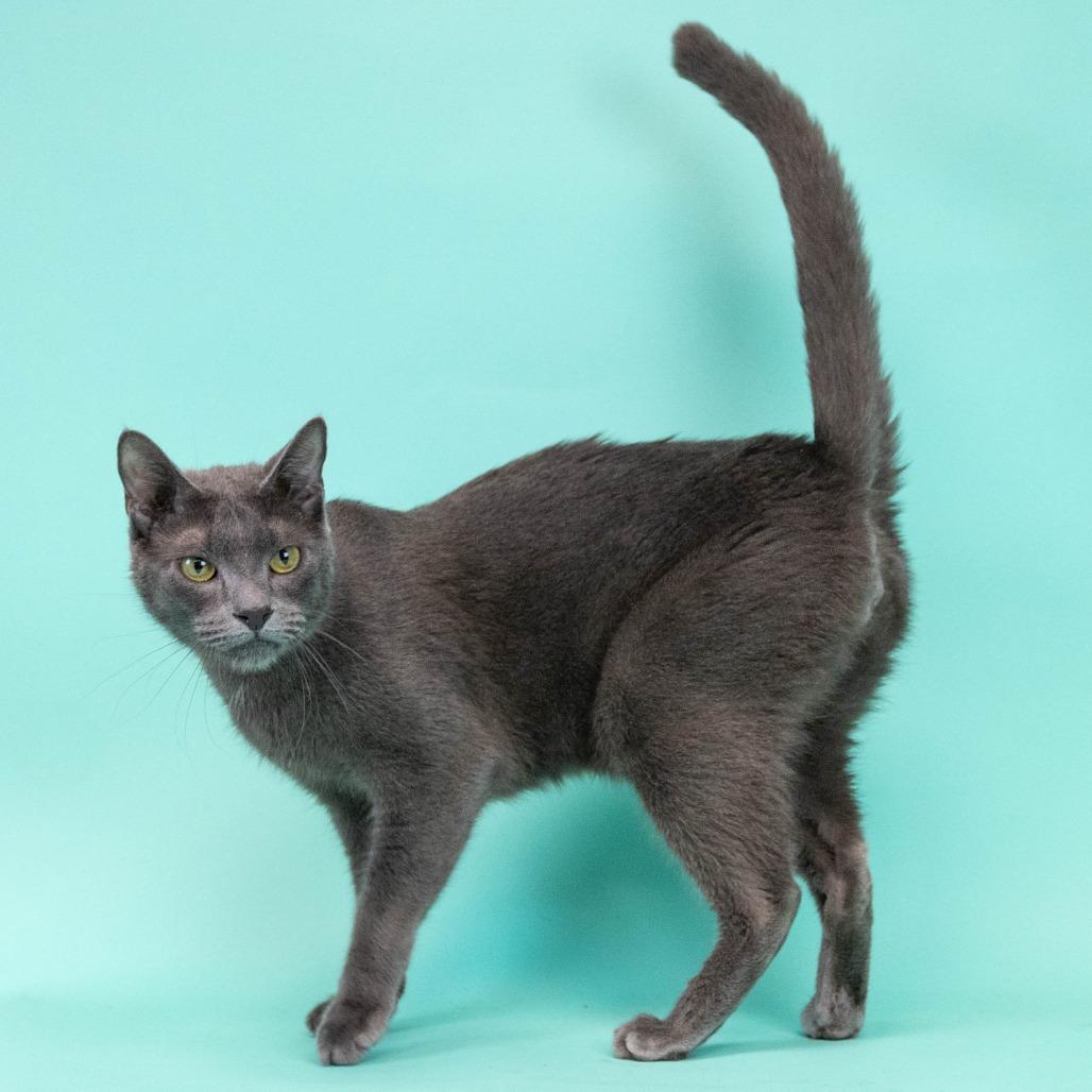 Enlarge Soup, a Adoptable Domestic Short Hair in Fresno, CA image 2/5