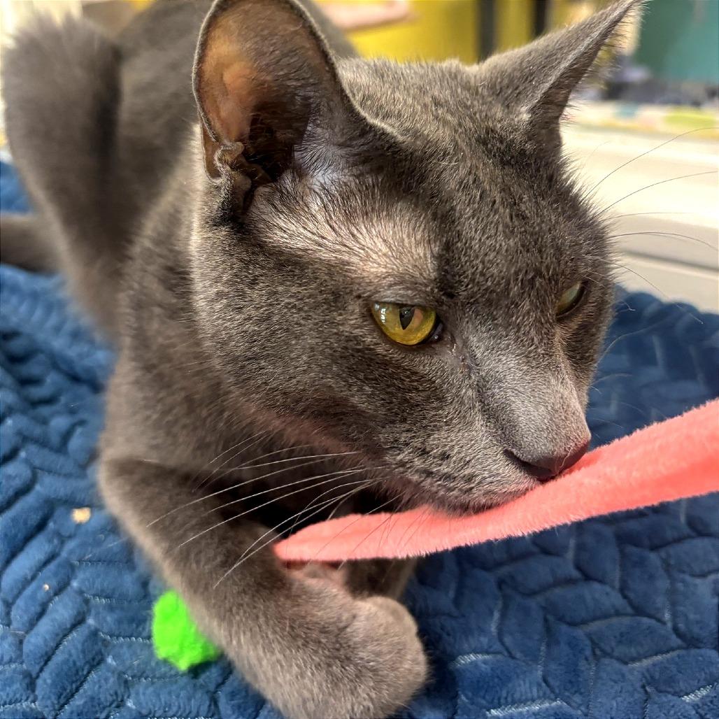 Enlarge Soup, a Adoptable Domestic Short Hair in Fresno, CA image 3/5