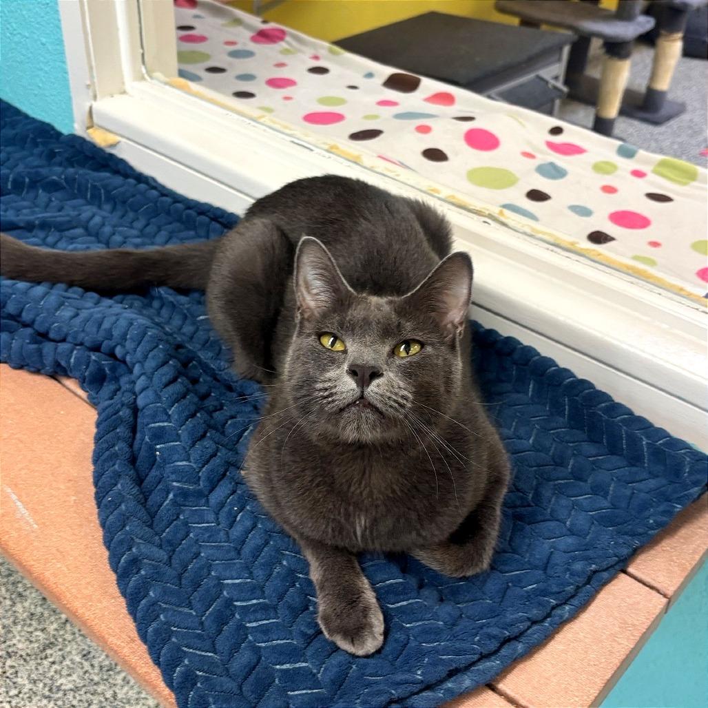 Enlarge Soup, a Adoptable Domestic Short Hair in Fresno, CA image 4/5