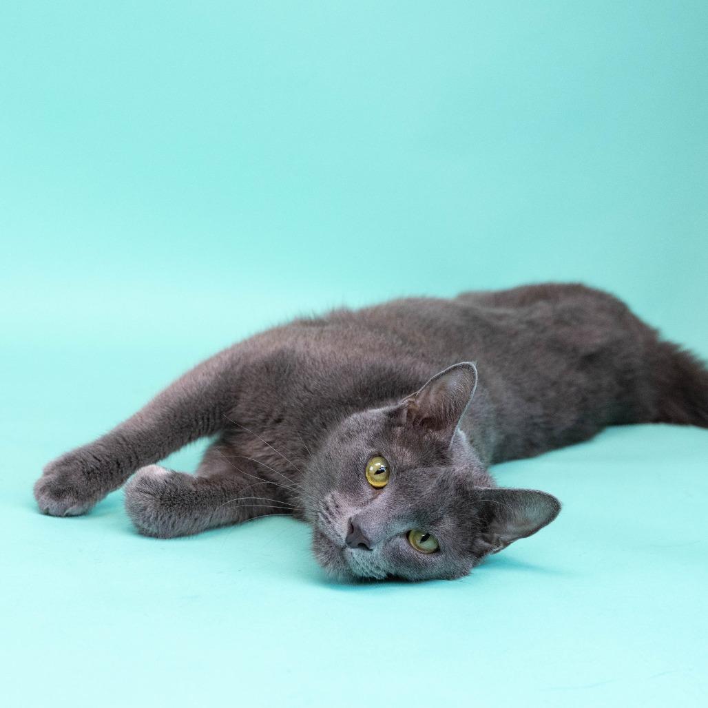 Enlarge Soup, a Adoptable Domestic Short Hair in Fresno, CA image 5/5