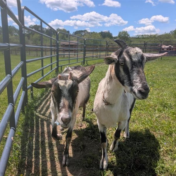 June and July, ADOPTABLE, Senior Female Goat.