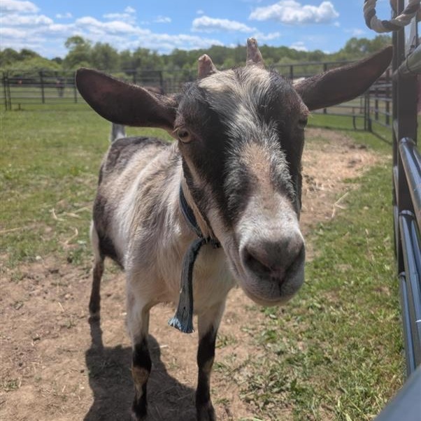 June and July, a ADOPTABLE Goat in Cooperstown, NY image 3/6