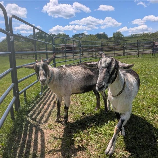 June and July, a ADOPTABLE Goat in Cooperstown, NY image 6/6