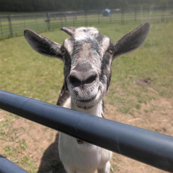 June and July, a ADOPTABLE Goat in Cooperstown, NY image 5/6