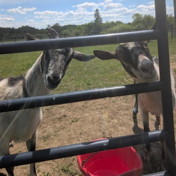 June and July, a ADOPTABLE Goat in Cooperstown, NY image 4/6