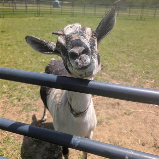 June and July, a ADOPTABLE Goat in Cooperstown, NY image 2/6