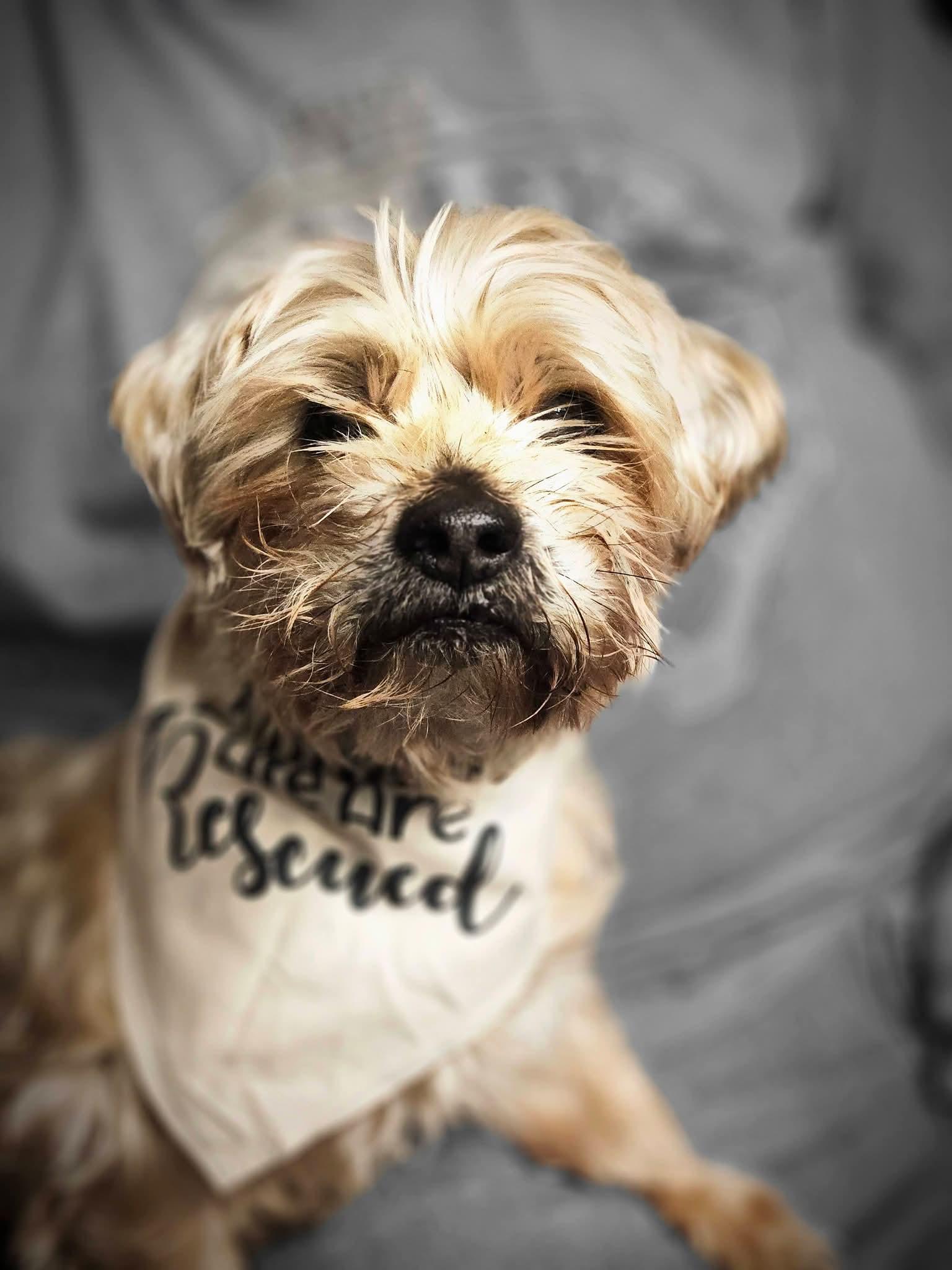 Brach, Adoptable, Senior Male Yorkshire Terrier.