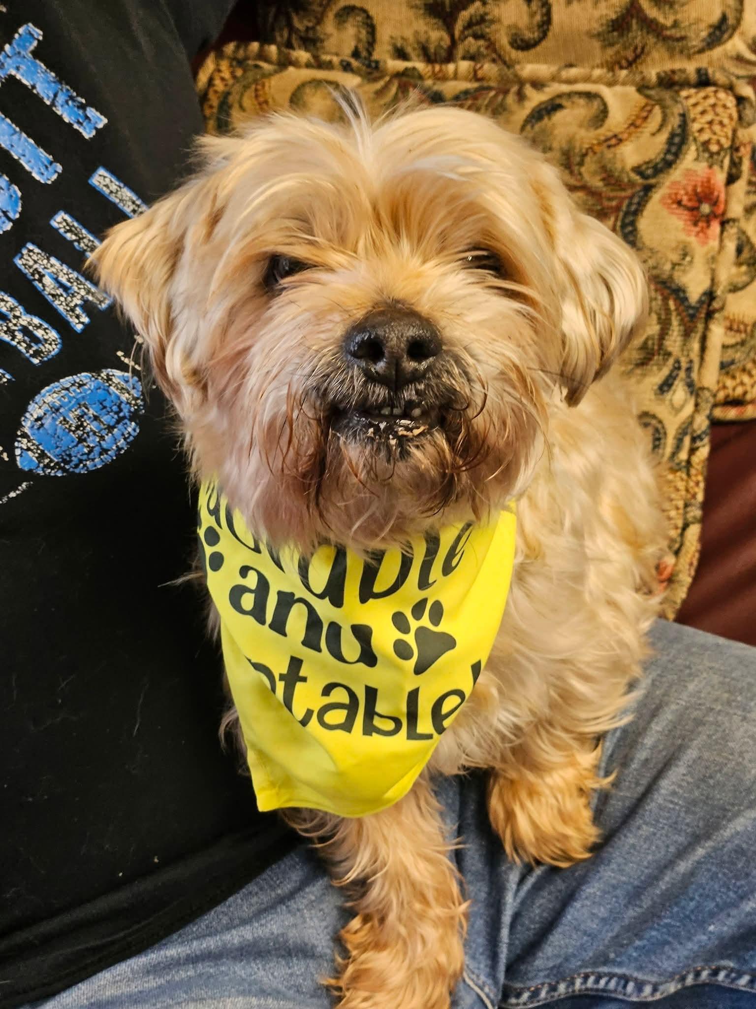 Brach, a Adoptable mixed breed in merrillville, IN image 2/3