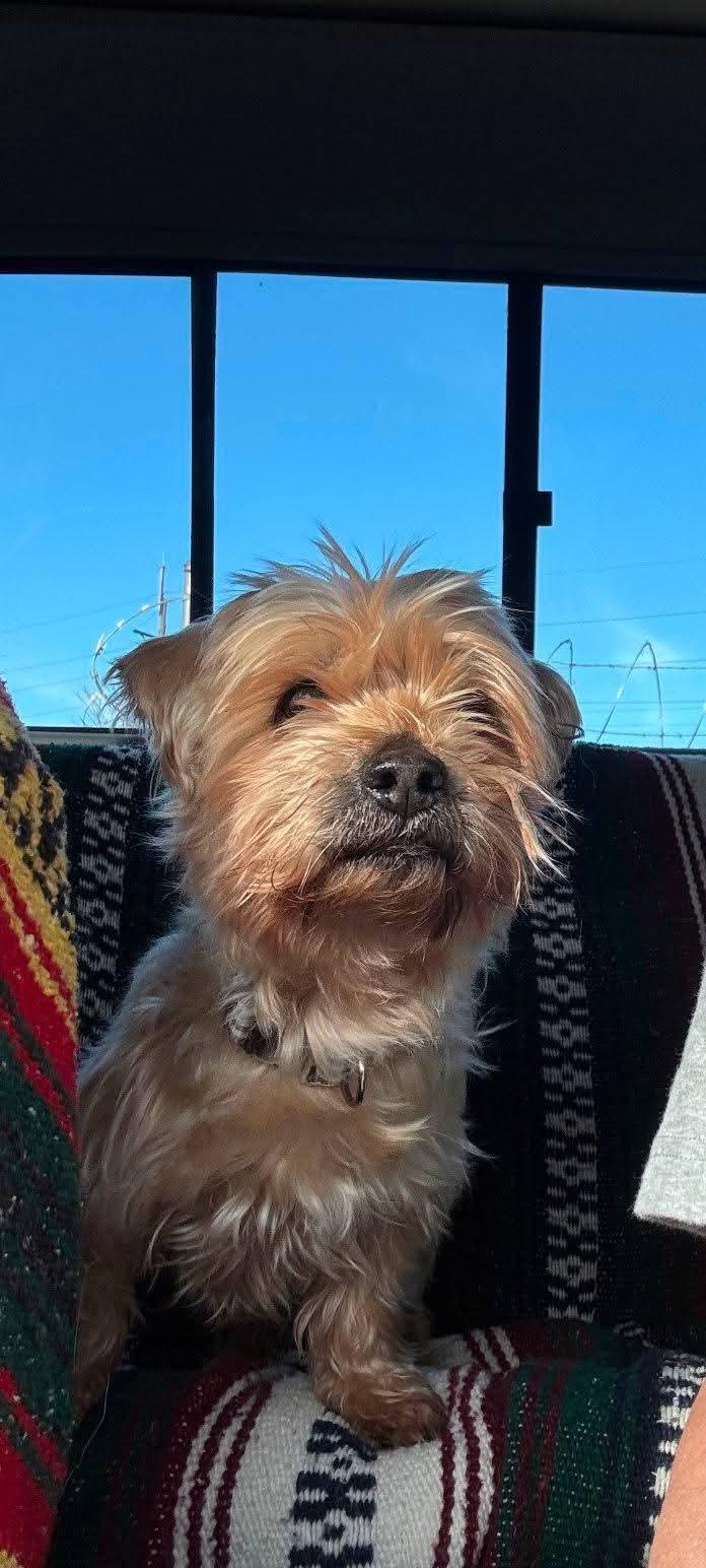 Brach, a Adoptable mixed breed in merrillville, IN image 3/3