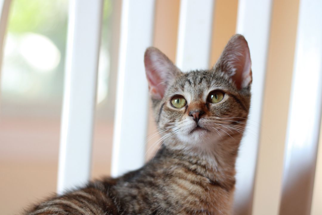 Sienna, Adopted, Kitten Female Domestic Short Hair.