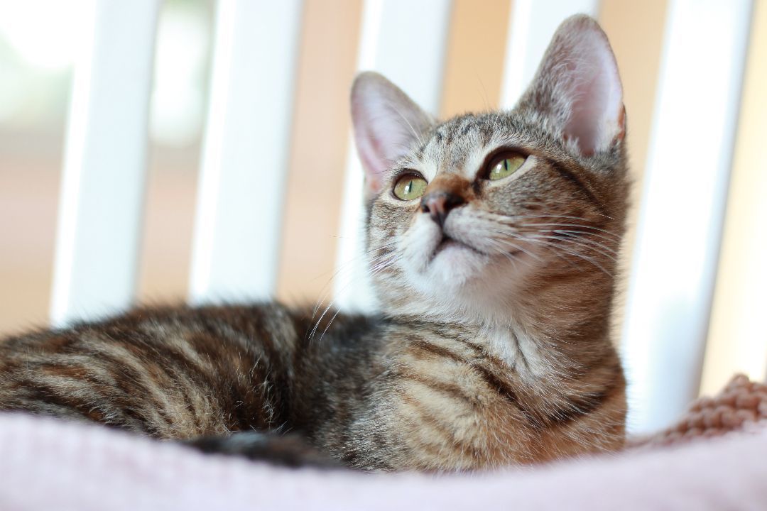 Sienna, a Adopted Domestic Short Hair in Richmond, KY image 2/24