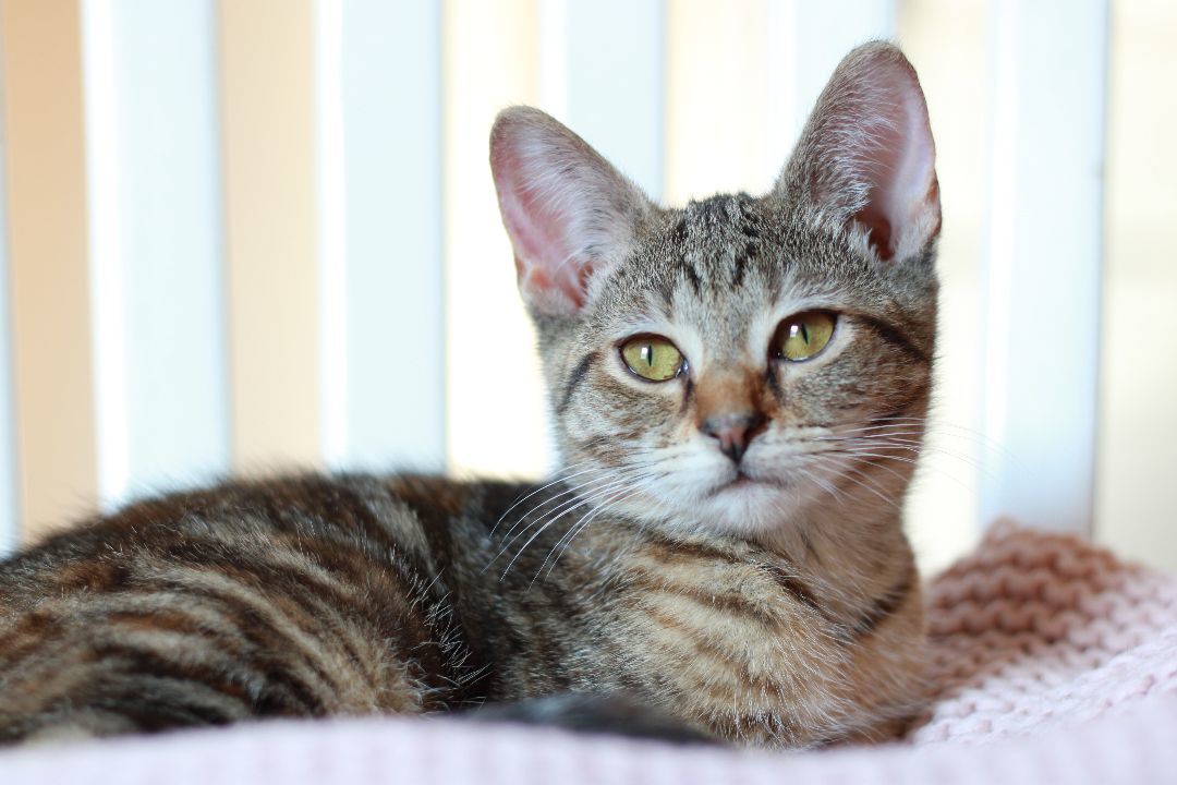 Sienna, a Adopted Domestic Short Hair in Richmond, KY image 3/24
