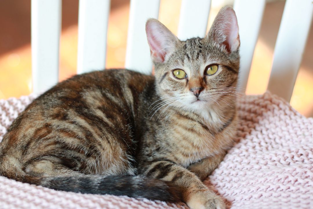 Sienna, a Adopted Domestic Short Hair in Richmond, KY image 4/24