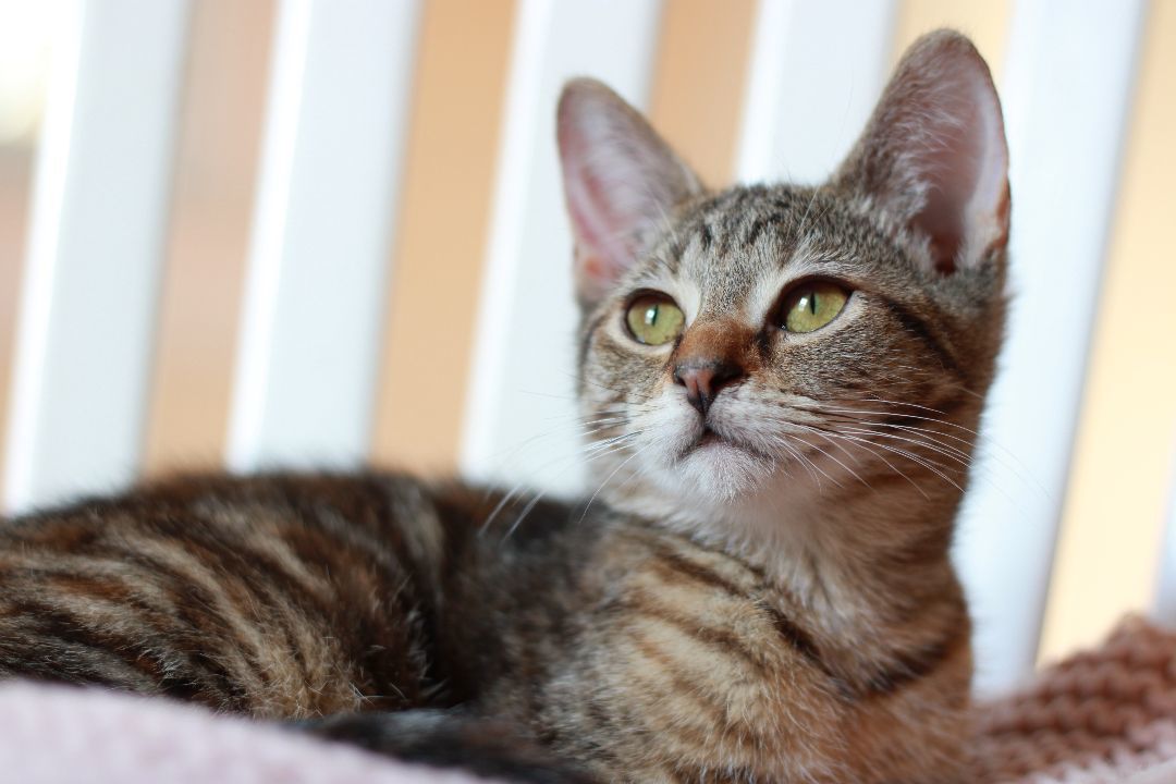 Sienna, a Adopted Domestic Short Hair in Richmond, KY image 5/24