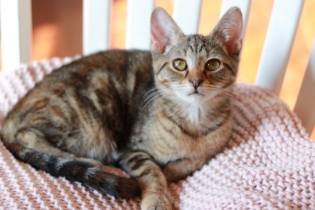 Sienna, a Adopted Domestic Short Hair in Richmond, KY image 6/24