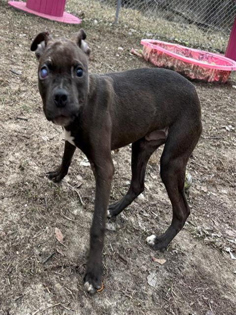CROCODILE, Adoptable, Young Male Pit Bull Terrier.
