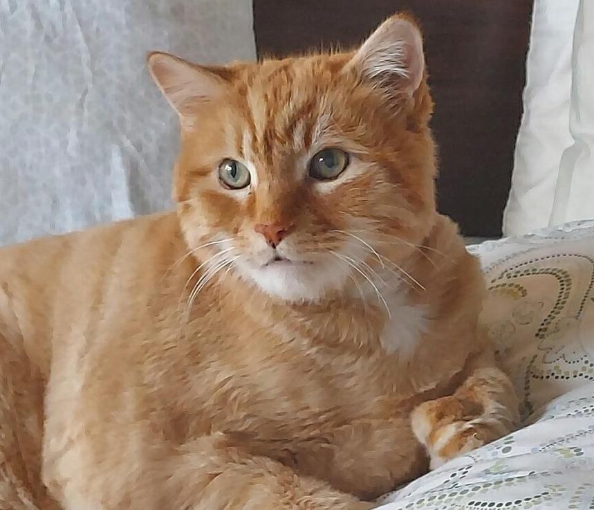 Enlarge Leo, a Adopted Domestic Short Hair in Fairfield, CT image 1/1