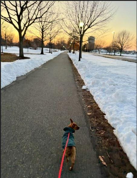 Enlarge Juju Bee, an adopted mixed breed in Jersey City, NJ image 4/6