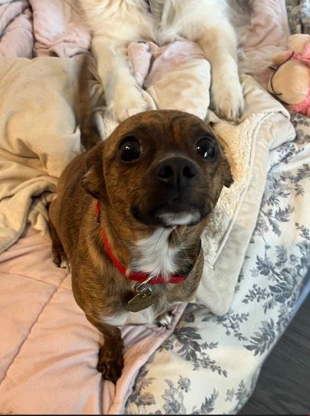 Juju Bee, ADOPTABLE, Young Female Chihuahua.