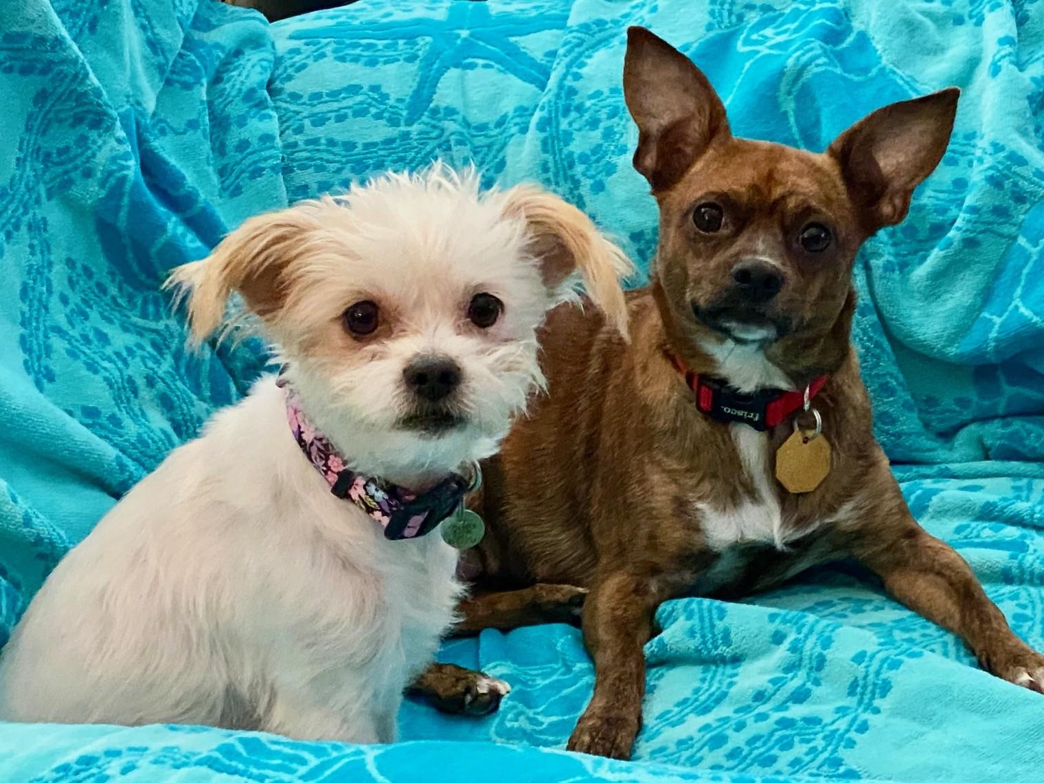 Enlarge Juju Bee, an adopted mixed breed in Jersey City, NJ image 5/6