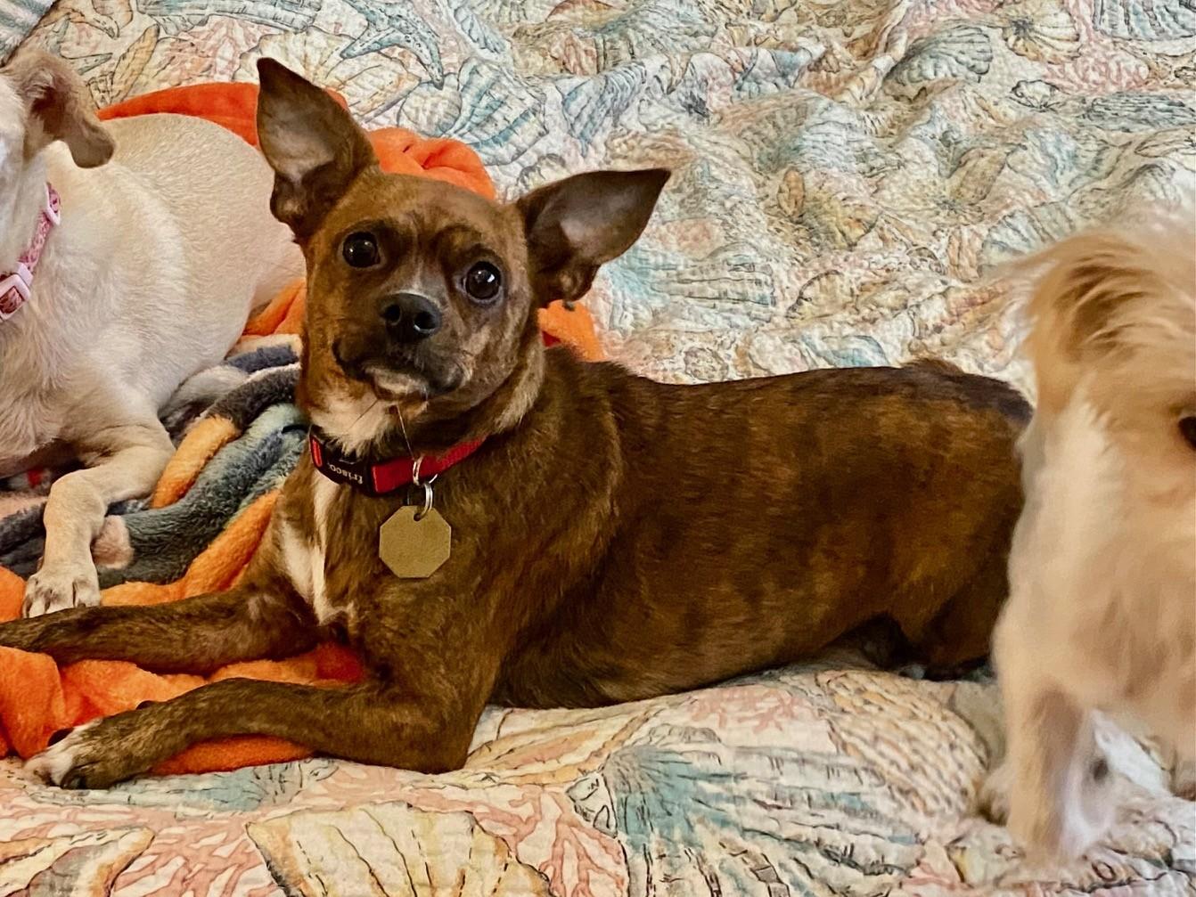Enlarge Juju Bee, an adopted mixed breed in Jersey City, NJ image 6/6