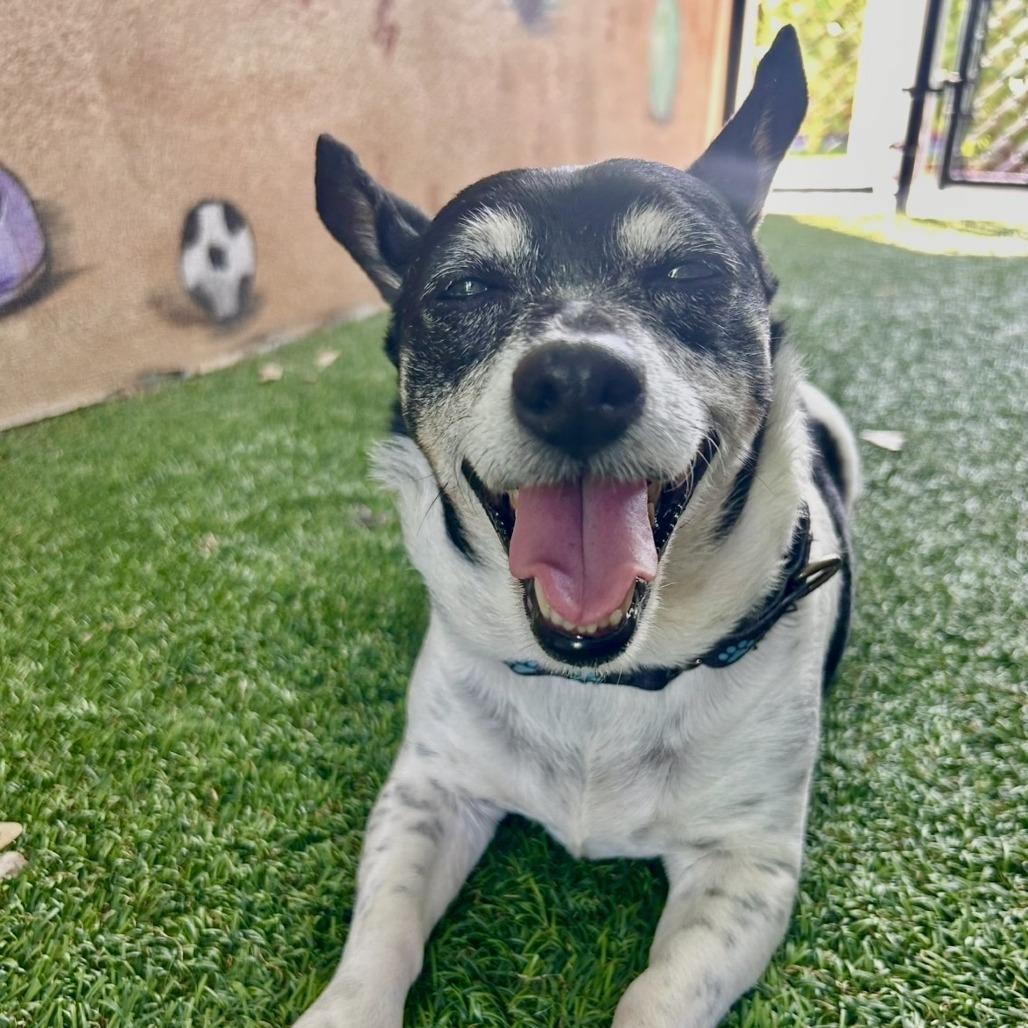 Precious, Adoptable, Senior Female Rat Terrier & Mixed Breed.