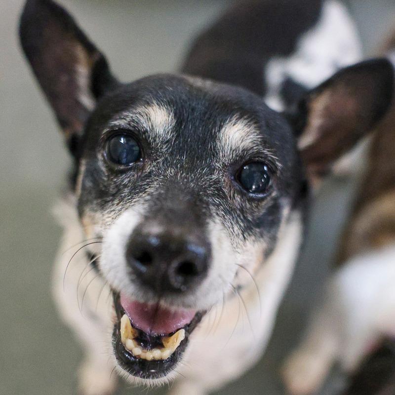 Enlarge Precious, a Adoptable mixed breed in Bradenton, FL image 2/2