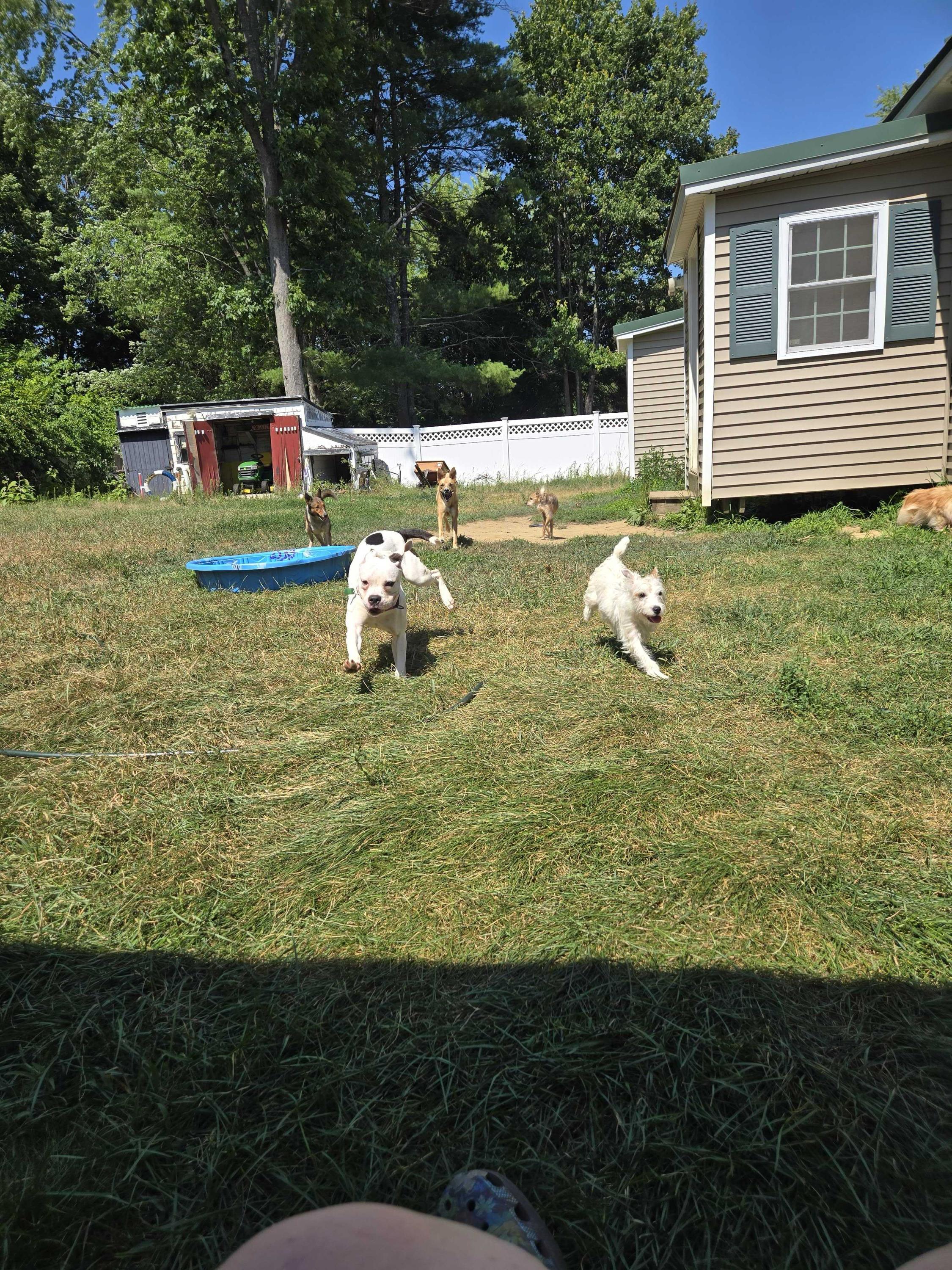 Rose, a ADOPTABLE Mixed Breed in Bowdoin, ME image 5/6