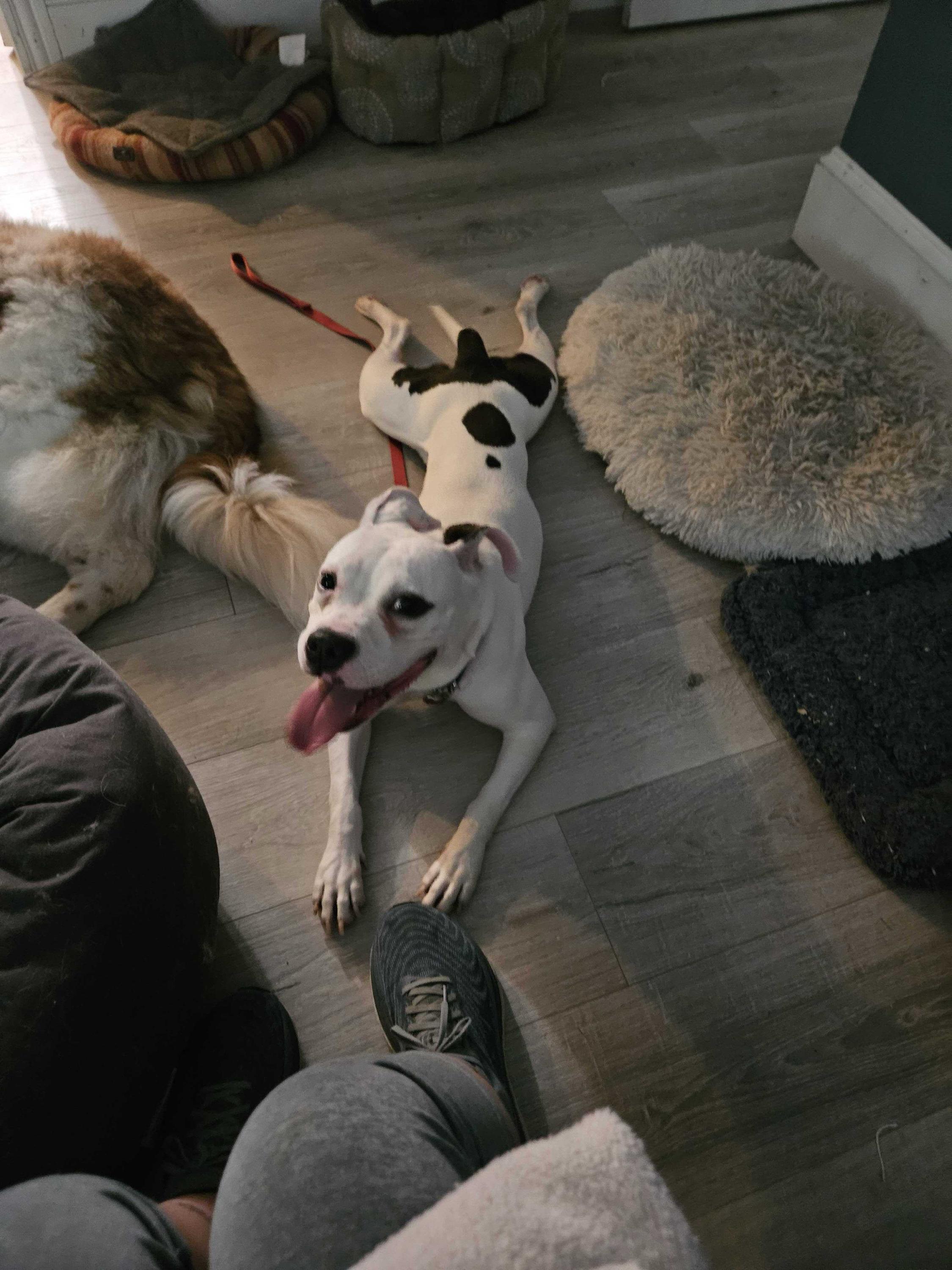 Rose, a ADOPTABLE Mixed Breed in Bowdoin, ME image 3/6