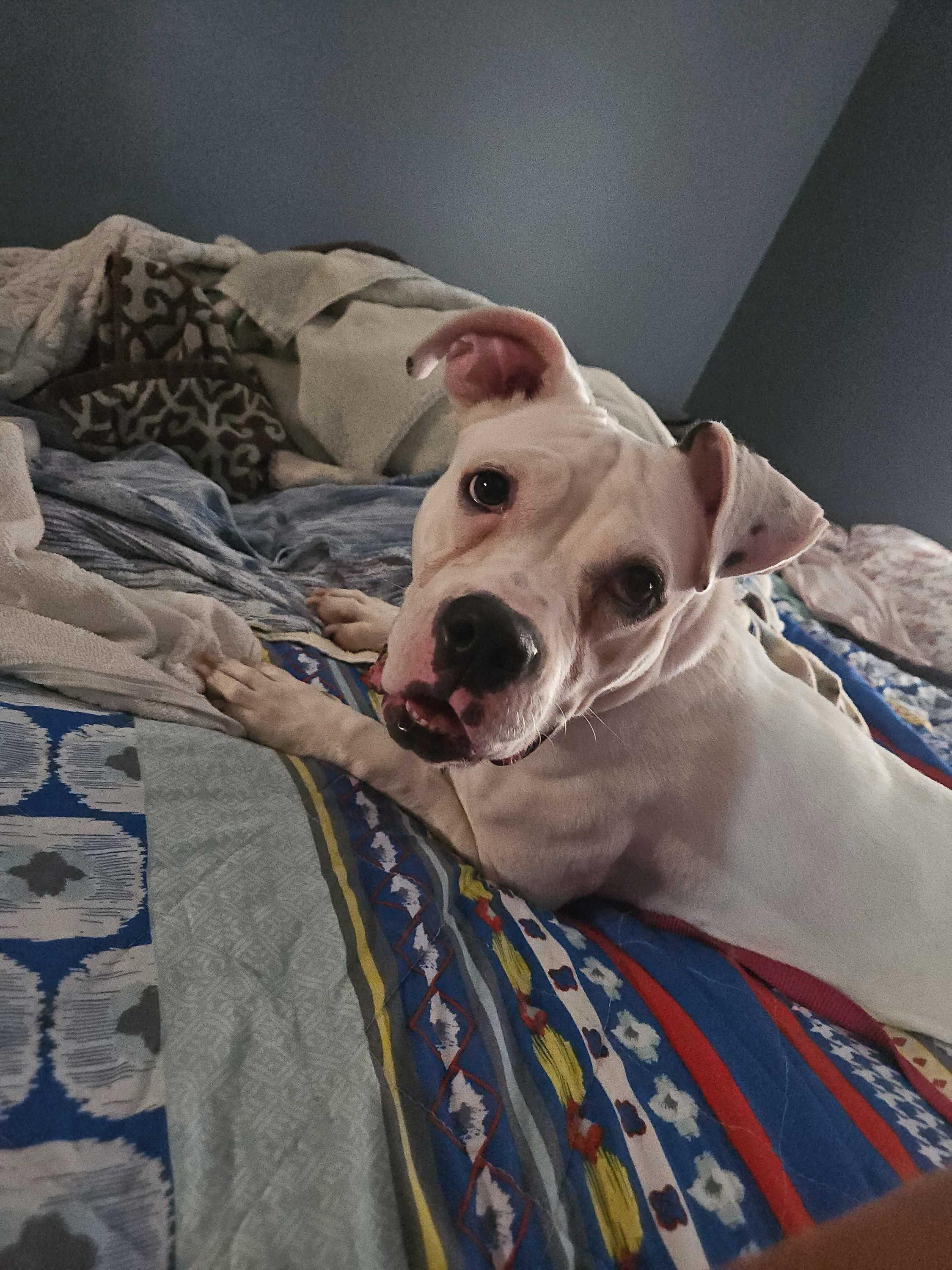 Rose, a ADOPTABLE Mixed Breed in Bowdoin, ME image 1/6