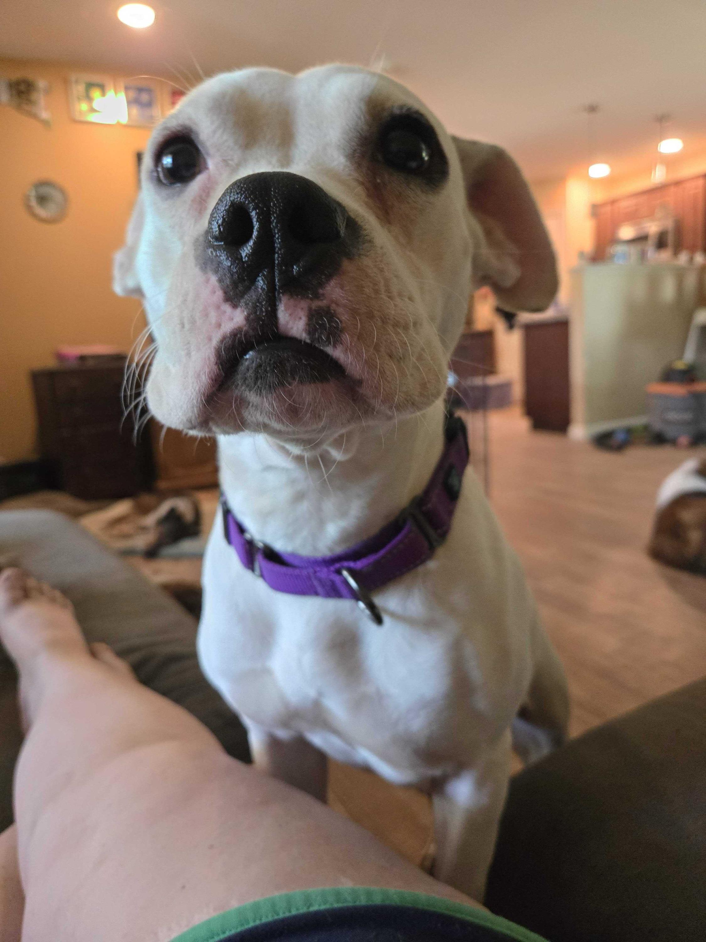 Rose, a ADOPTABLE Mixed Breed in Bowdoin, ME image 2/6