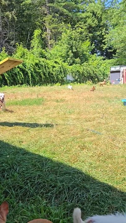 Enlarge Rose, a ADOPTABLE Mixed Breed in Bowdoin, ME video 6/6