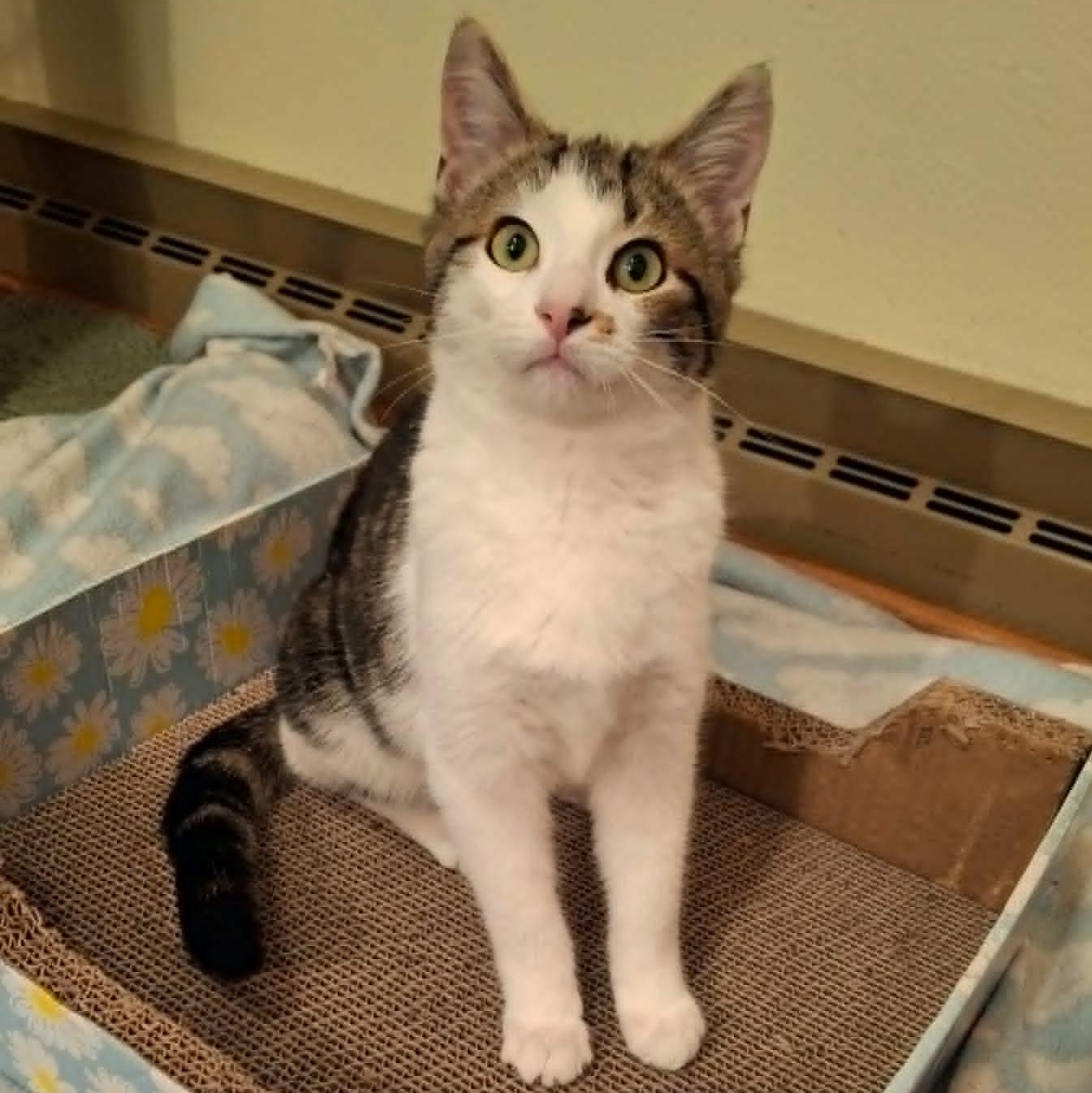 Big Mcintosh, a Adoptable Domestic Short Hair image 4/4