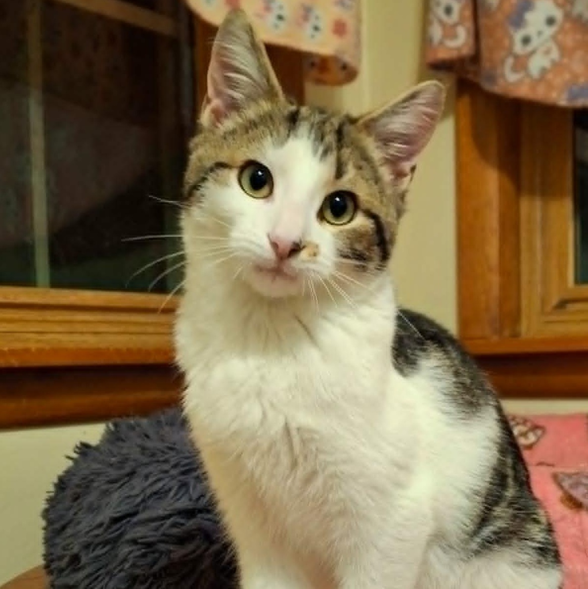 Big Mcintosh, Adoptable, Kitten Male Domestic Short Hair.