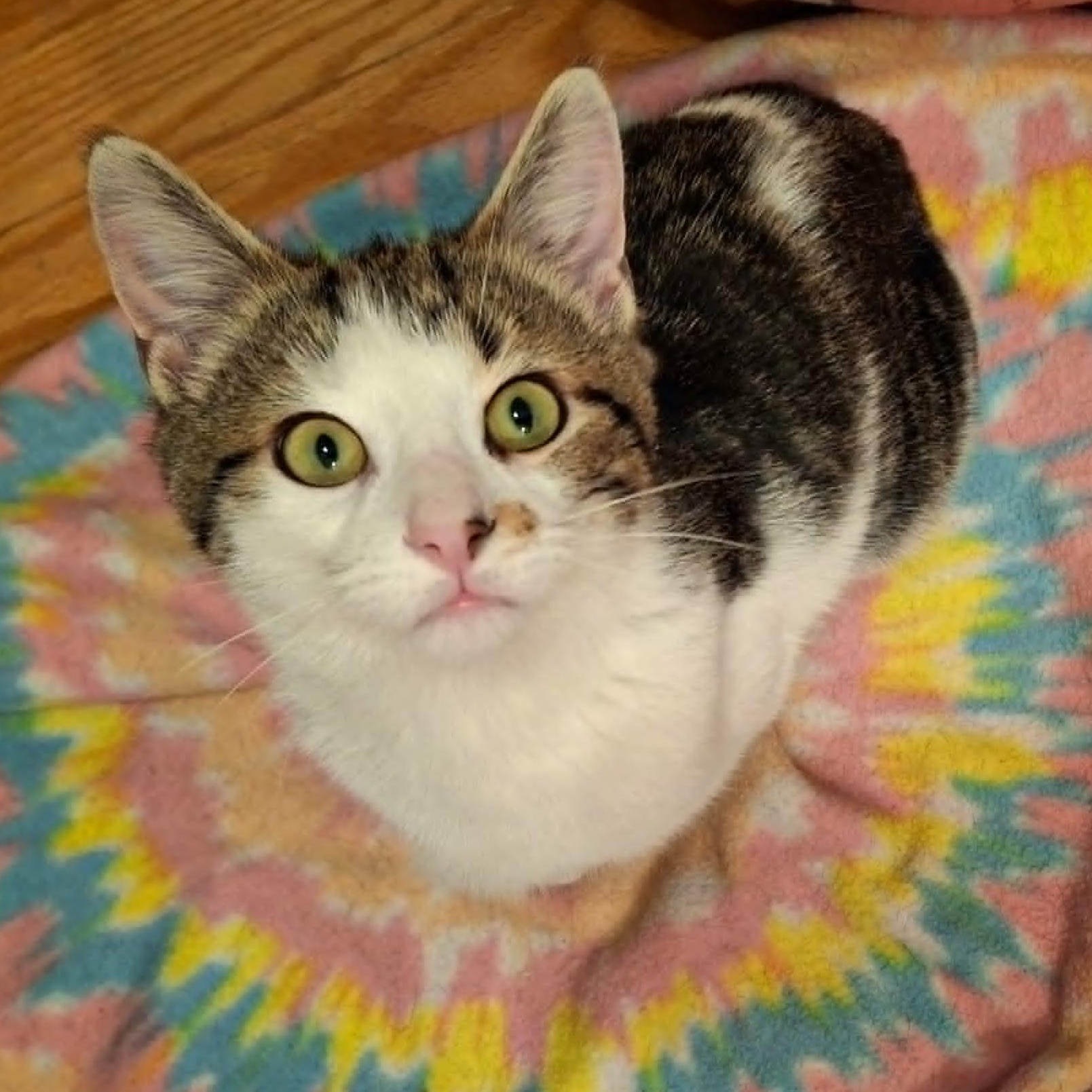 Big Mcintosh, a Adoptable Domestic Short Hair image 2/4