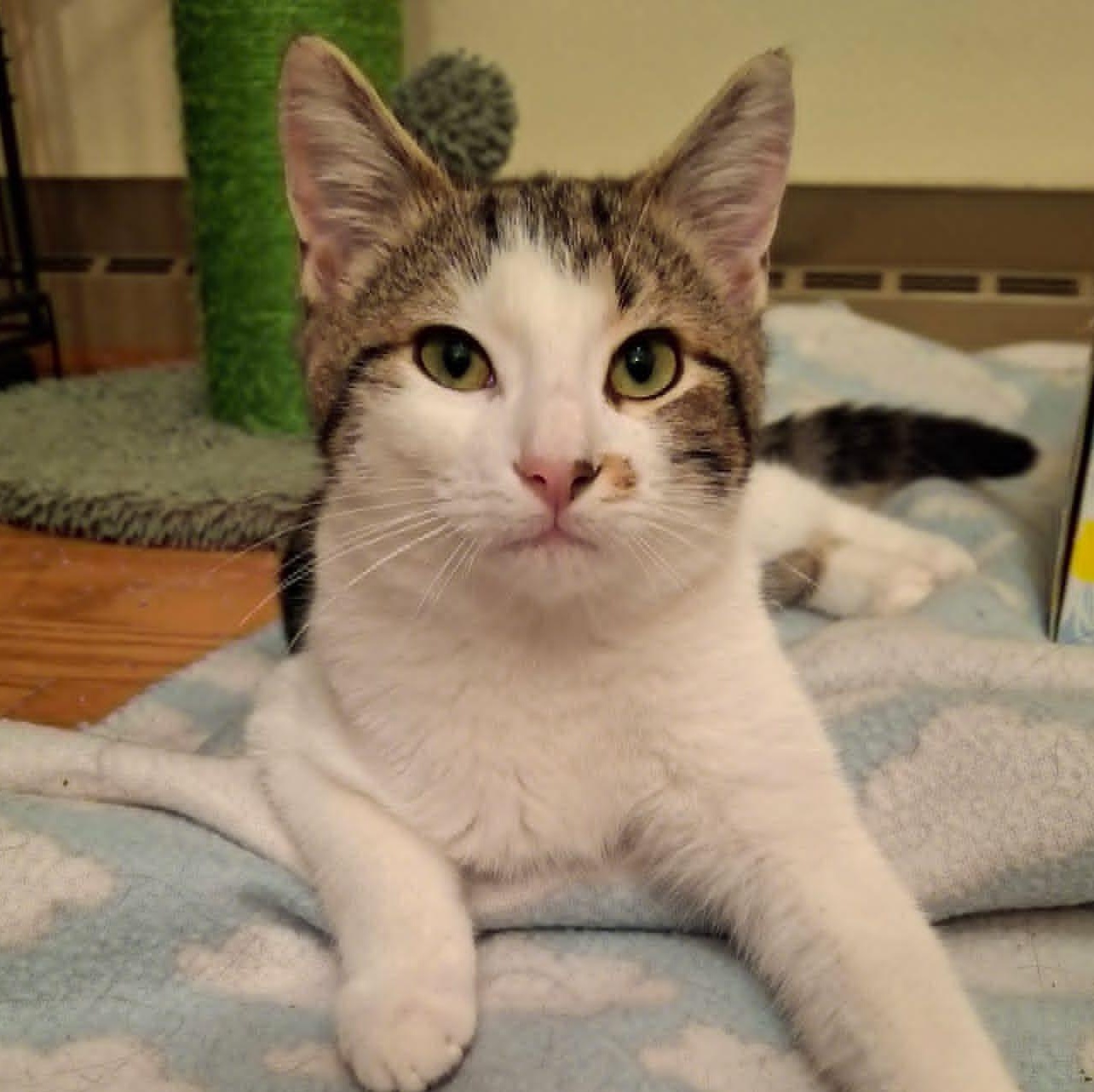 Big Mcintosh, a Adoptable Domestic Short Hair image 3/4