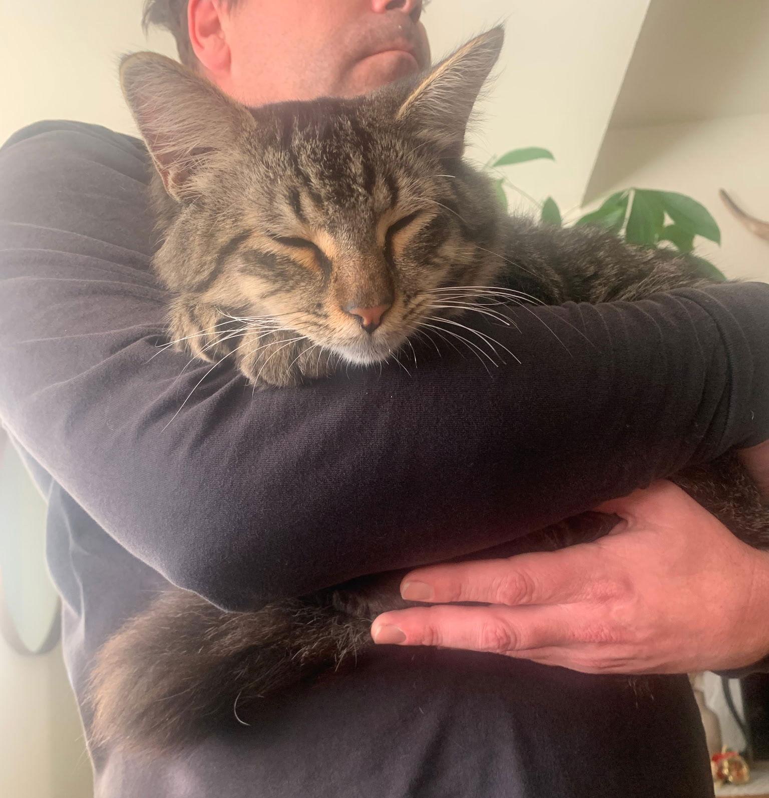 Gadget, Adoptable, Young Male Domestic Medium Hair.