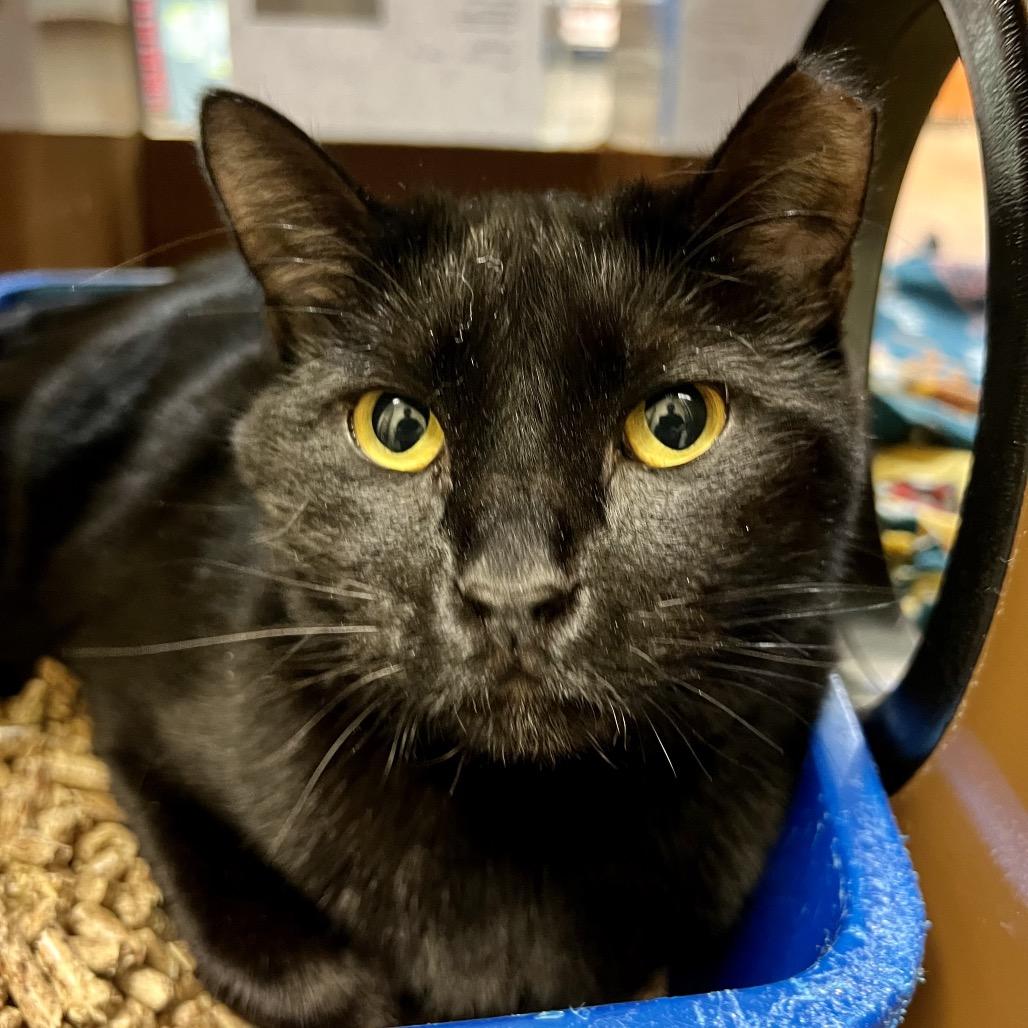 Marley, Adoptable, Adult Male Domestic Medium Hair.