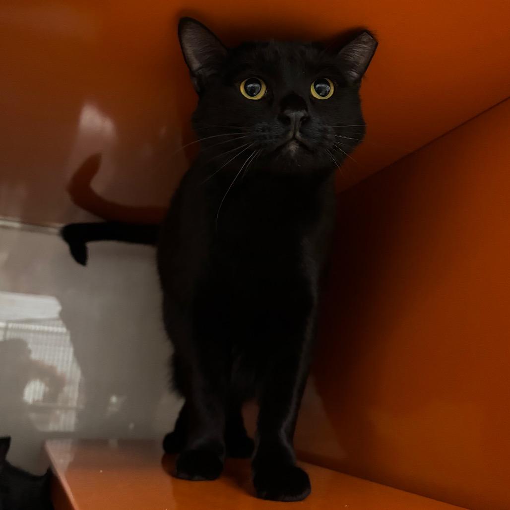 Enlarge Marley, a Adoptable Domestic Medium Hair in Morgan Hill, CA image 2/6