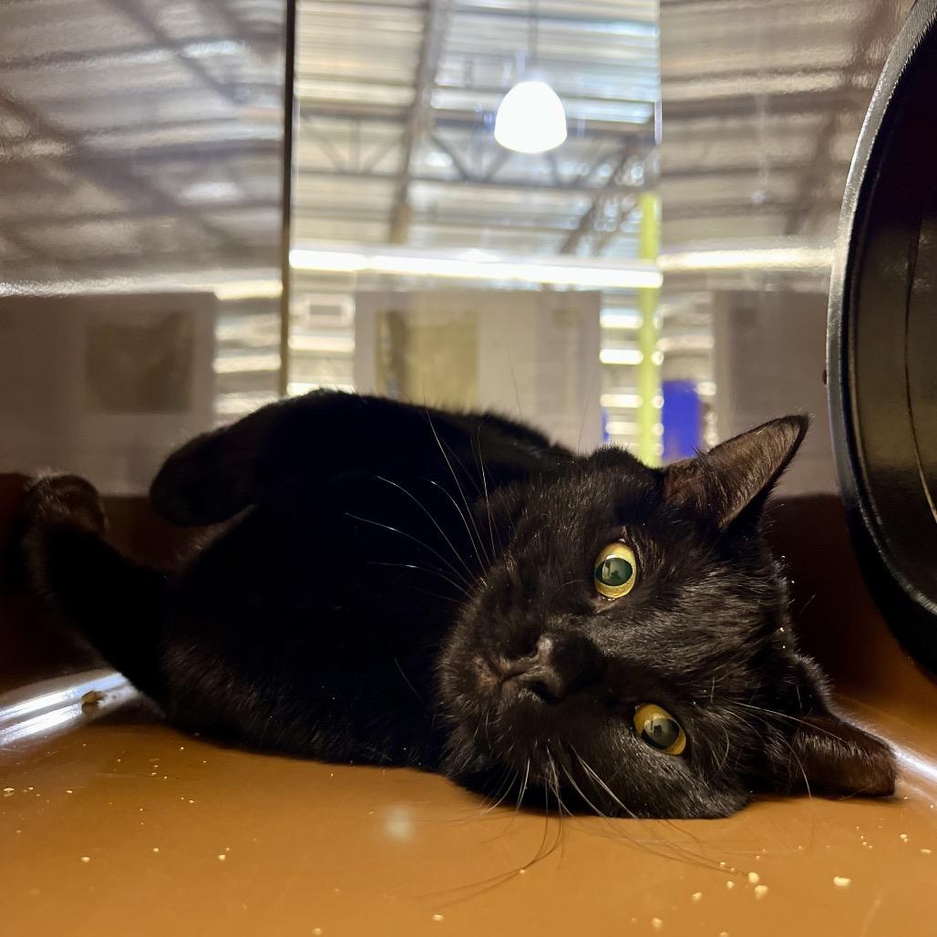 Enlarge Marley, a Adoptable Domestic Medium Hair in Morgan Hill, CA image 3/6