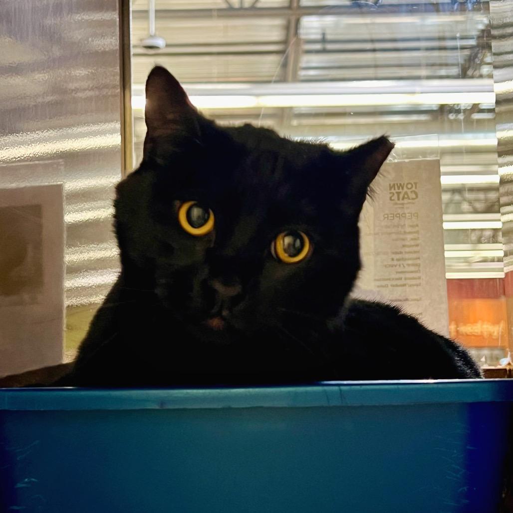 Enlarge Marley, a Adoptable Domestic Medium Hair in Morgan Hill, CA image 4/6