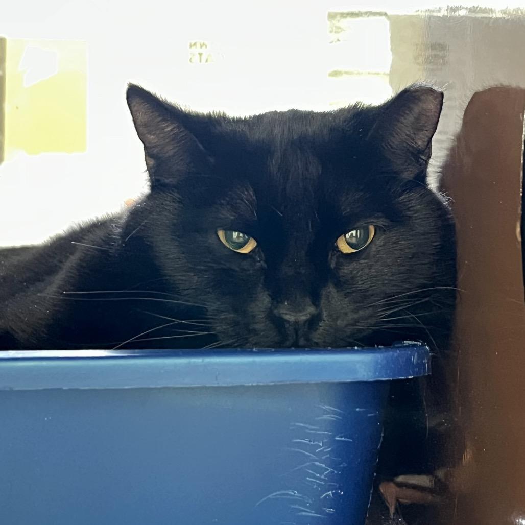 Enlarge Marley, a Adoptable Domestic Medium Hair in Morgan Hill, CA image 5/6