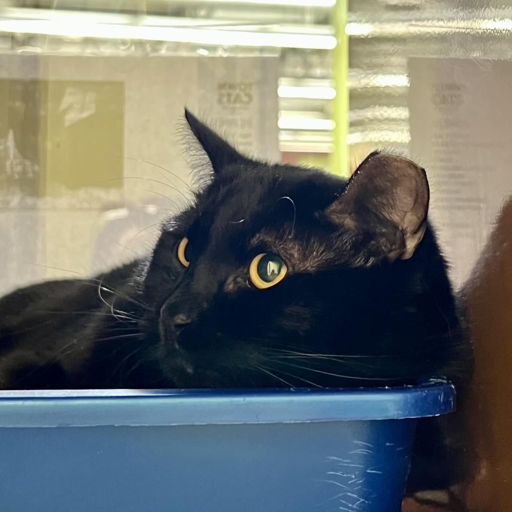 Enlarge Marley, a Adoptable Domestic Medium Hair in Morgan Hill, CA image 6/6