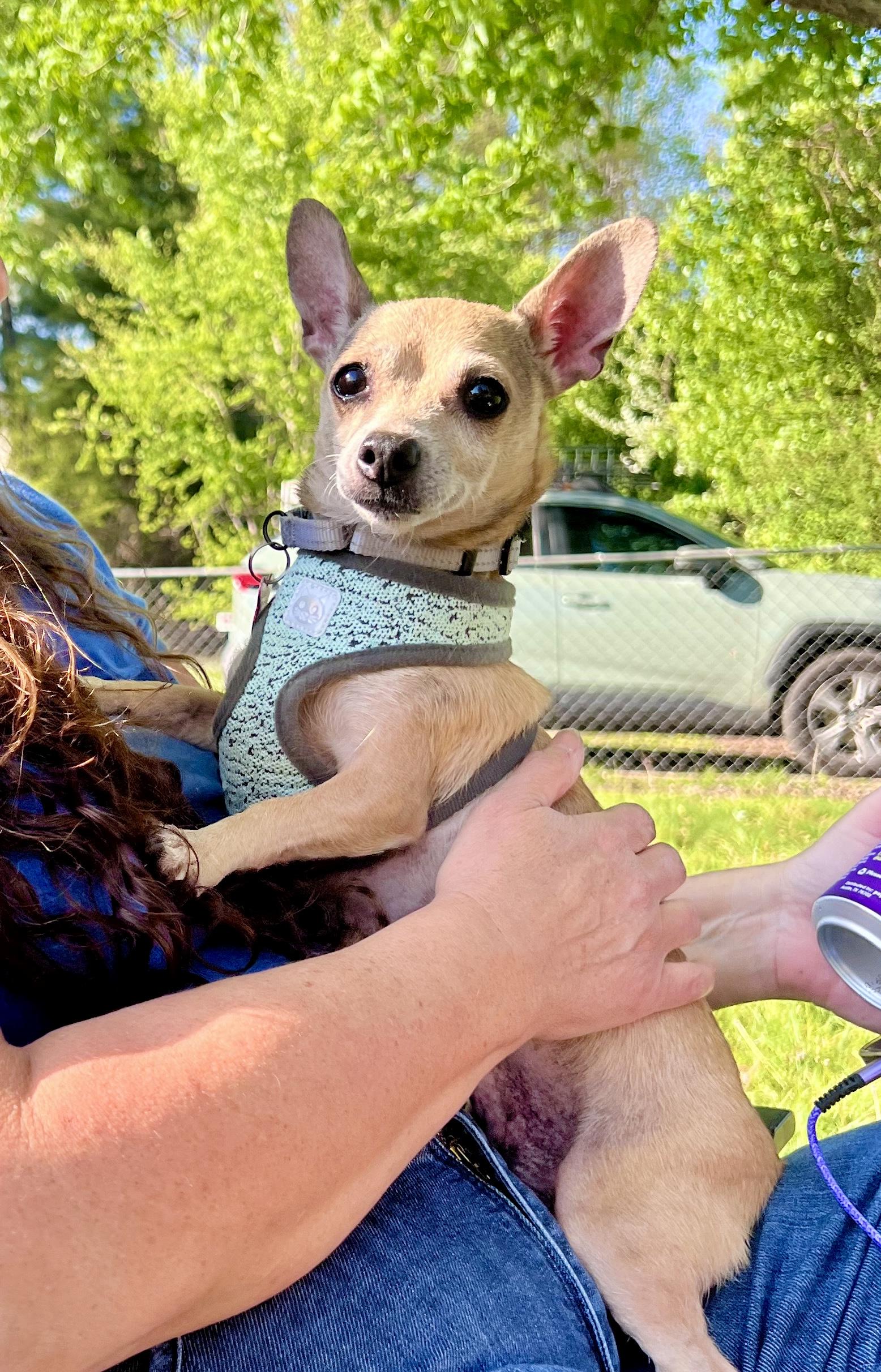 Enlarge Laurel, an adopted mixed breed in Pittsboro, NC image 2/6